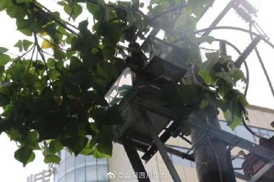 雁江供電公司修理10kV中晶二線上樹枝，變身“伐木工”