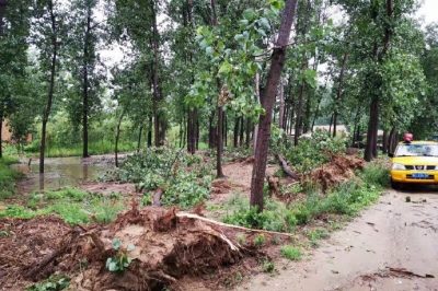 沛縣供電公司搶修受損線路，及時(shí)消缺安全隱患