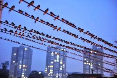 小鳥站在高壓線上為什么不會(huì)觸電？