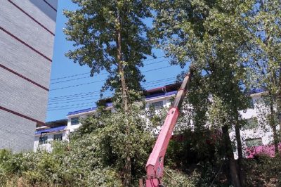 配電運(yùn)檢人員在10千伏高鎮(zhèn)線對(duì)高大樹(shù)木進(jìn)行砍青掃障