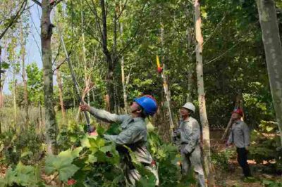 國(guó)網(wǎng)武漢市江夏區(qū)供電公司安山供電所員工完成毛嶺村高嶺陳臺(tái)區(qū)樹(shù)障清理工作
