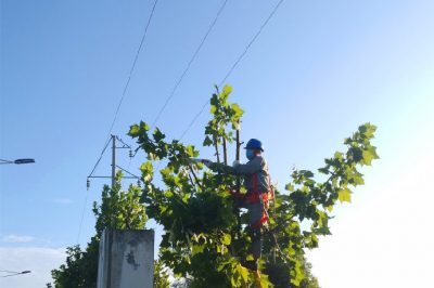 對35千伏長青線下的景觀樹木進(jìn)行修剪
