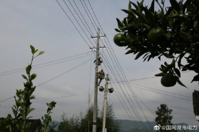 對(duì)更換線路10千伏王李線李子園支線4號(hào)至7號(hào)桿進(jìn)行金具安裝、導(dǎo)線展放及搭火作業(yè)