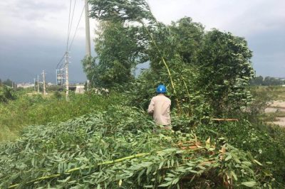 對(duì)10千伏白土線機(jī)巡及10千伏北朗線進(jìn)行清障