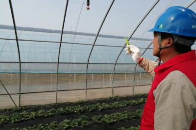 草莓花開正艷，“紅馬甲”為草莓上市“保駕護(hù)航”